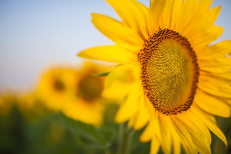 Növények 1 USA SUNFLOWER AdfarmBloomShoot T6K3518 170801 scaled